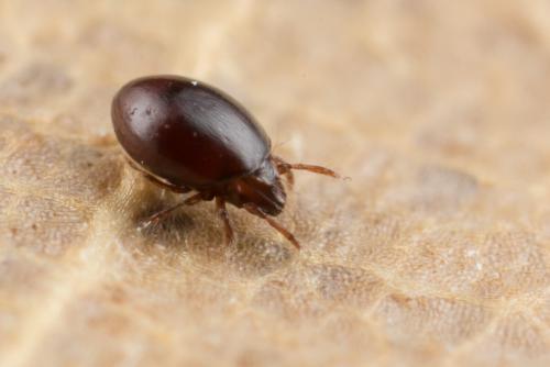 Liacarus perezinigoi